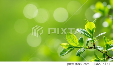 A refreshing natural background with light and fresh green leaves A refreshing natural background with light and fresh green leaves 136515157