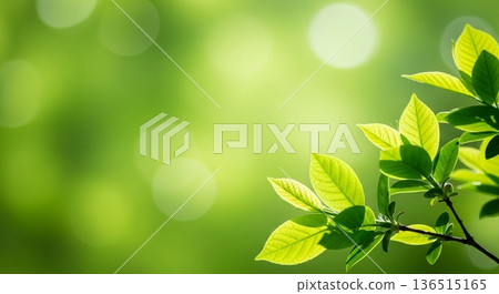 A natural background of fresh green leaves and blurred light A natural background of fresh green leaves and blurred light 136515165