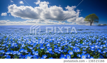 Spring scenery with blue flower fields and large clouds Spring scenery with blue flower fields and large clouds 136515166