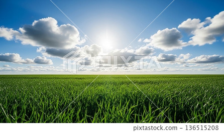 A vast grassland landscape with sun and clouds shining A vast grassland landscape with sun and clouds shining 136515208