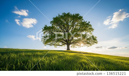 A single tree and grassland landscape under a blue sky A single tree and grassland landscape under a blue sky 136515221