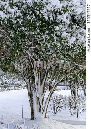 岐阜世界玫瑰園的冬日玫瑰園景色被白雪覆蓋 岐阜世界玫瑰園的冬日玫瑰園景色被白雪覆蓋 136515227
