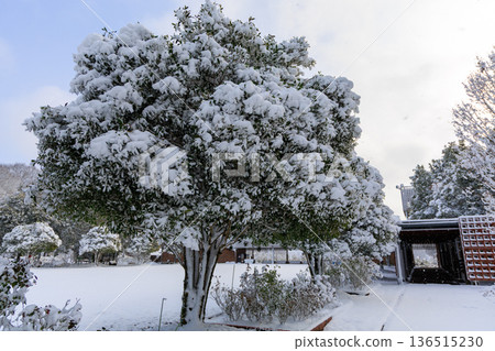 Winter rose garden scenery at Gifu World Rose Garden covered in snow 136515230