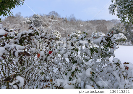 岐阜世界玫瑰園的冬日玫瑰園景色被白雪覆蓋 岐阜世界玫瑰園的冬日玫瑰園景色被白雪覆蓋 136515231