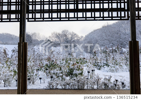 Winter rose garden scenery at Gifu World Rose Garden covered in snow Winter rose garden scenery at Gifu World Rose Garden covered in snow 136515234