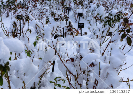 Winter rose garden scenery at Gifu World Rose Garden covered in snow 136515237