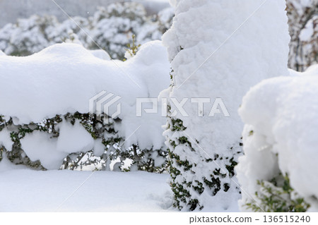岐阜世界玫瑰園的冬日玫瑰園景色被白雪覆蓋 岐阜世界玫瑰園的冬日玫瑰園景色被白雪覆蓋 136515240