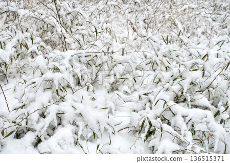 Snow-covered winter grass Snow-covered winter grass 136515371
