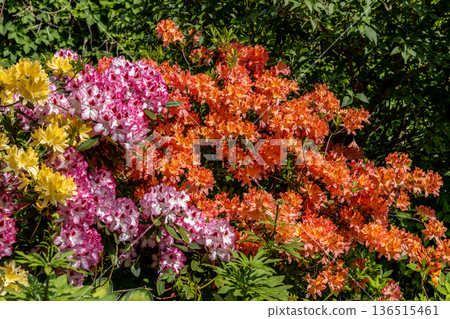 Bush of delicate yellow and pink flowers of azalea or Rhododendron plant in a sunny spring day Bush of delicate yellow and pink flowers of azalea or Rhododendron plant in a sunny spring day 136515461