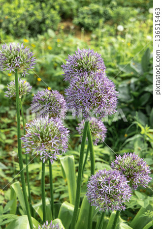 Purple Allium Giganteum, or giant onion or ornamental onion, in flower Purple Allium Giganteum, or giant onion or ornamental onion, in flower 136515463