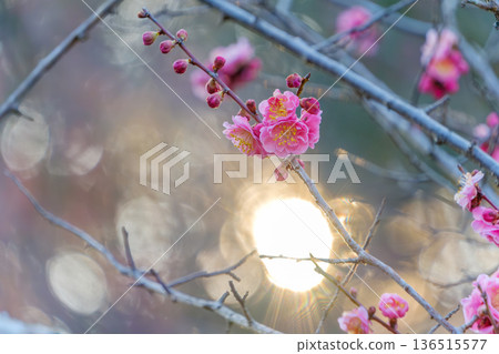 Red plum blossoms shining in the light of the setting sun and beautiful bokeh Red plum blossoms shining in the light of the setting sun and beautiful bokeh 136515577