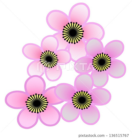 pink plum blossom illustration pink plum blossom illustration 136515767