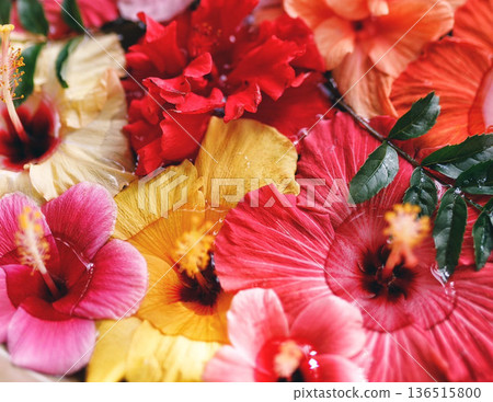 Colorful hibiscus flowers floating on water background material Colorful hibiscus flowers floating on water background material 136515800