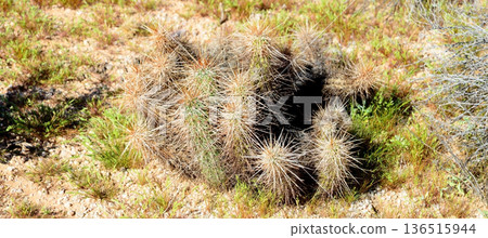 Hedge Hog cactus Hedge Hog cactus 136515944