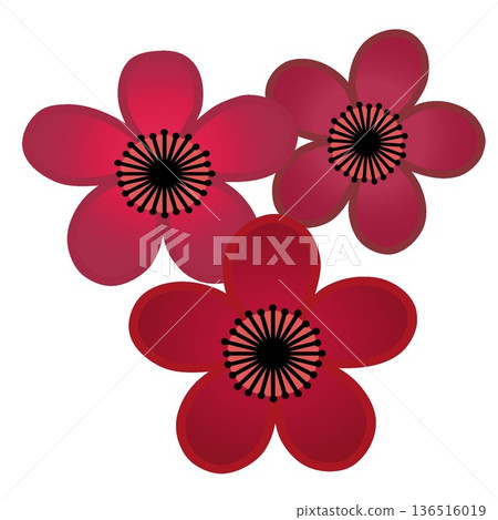 illustration of red plum blossom 136516019