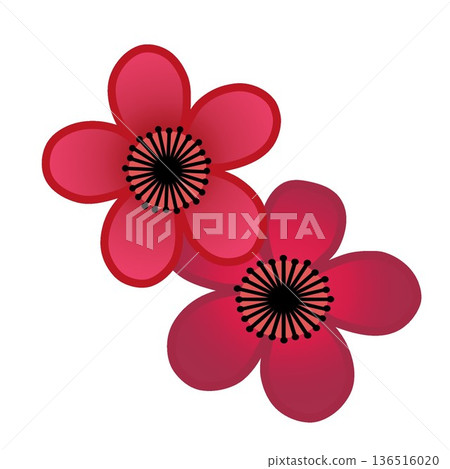 illustration of red plum blossom illustration of red plum blossom 136516020