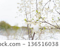Spring Snow on Blooming Trees: The Icy Threat Looming Over Fruit Harvests This Season  136516038