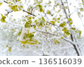 Late May Frost Covers Young Maple Leaves in Snowy Shroud Signaling Challenges for Spring Growth  136516039