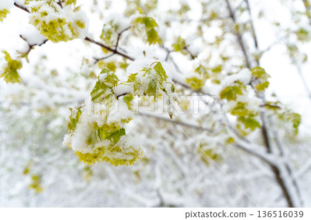 Late May Frost Covers Young Maple Leaves in Snowy Shroud Signaling Challenges for Spring Growth Late May Frost Covers Young Maple Leaves in Snowy Shroud Signaling Challenges for Spring Growth 136516039