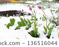 Tulips in Full Bloom Surprise Under Unexpected Snowfall, Showcasing Nature's Beautiful Contrasts 136516044