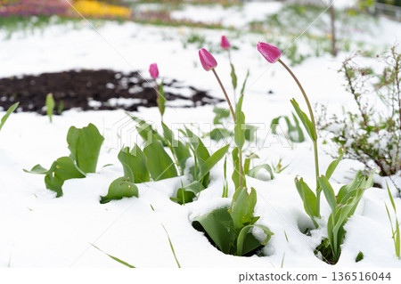 Tulips in Full Bloom Surprise Under Unexpected Snowfall, Showcasing Nature's Beautiful Contrasts Tulips in Full Bloom Surprise Under Unexpected Snowfall, Showcasing Nature's Beautiful Contrasts 136516044