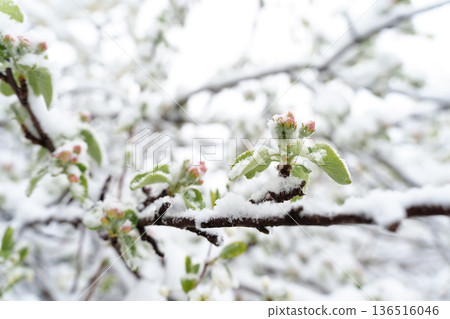 The Unexpected Threat: Spring Snow Covering Blooming Fruit Trees and Harvest Challenges  136516046
