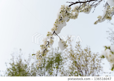 Threat of No Harvest: Spring Frost and Snowfall on Freshly Blooming Trees Endanger Fruit Production Threat of No Harvest: Spring Frost and Snowfall on Freshly Blooming Trees Endanger Fruit Production 136516047
