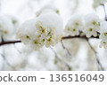 Spring Snow on Blooming Fruit Trees: A Dual Threat to Future Harvests and Farmer's Dreams  136516049