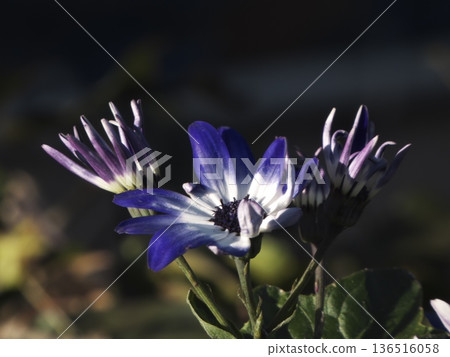 Close-up of blue and white cineraria with sunlight shining through 136516058