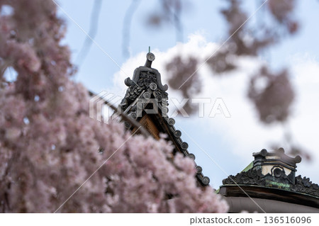 Weeping cherry blossoms and traditional architecture at Daigoji Temple (Kyoto) 136516096