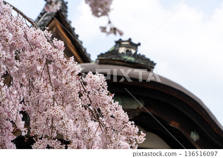 醍醐寺（京都）的垂枝櫻花與傳統建築 136516097