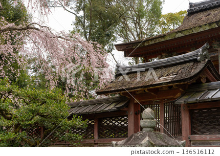 醍醐寺（京都）的垂枝櫻花與傳統建築 136516112