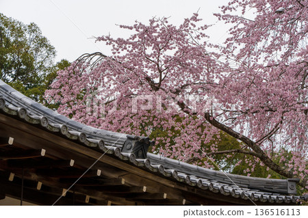 醍醐寺（京都）的垂枝櫻花與傳統建築 136516113