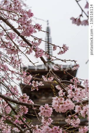 醍醐寺五重塔和櫻花（京都） 136516114