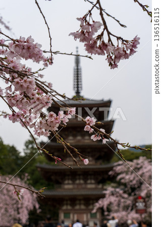 Daigoji Temple five-story pagoda and cherry blossoms (Kyoto) 136516115