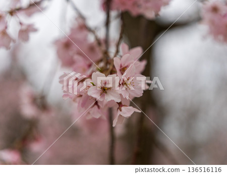 Weeping cherry blossoms in Kyoto (close-up) 136516116
