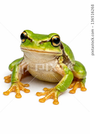 Tree frog 136516268