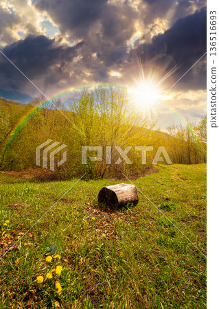 mountain landscape with green grass on a forest glade in spring at sunset. beautiful nature scenery with beech trees under blue sky in evening light. storytelling cinematic image under the rainbow mountain landscape with green grass on a forest glade in spring at sunset. beautiful nature scenery with beech trees under blue sky in evening light. storytelling cinematic image under the rainbow 136516693