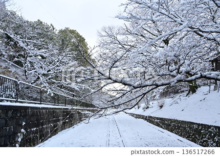 Snowy scenery and cherry blossom trees at Keage Incline Snowy scenery and cherry blossom trees at Keage Incline 136517266