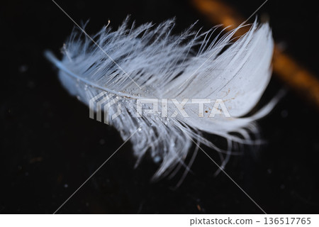 Swan feathers Swan feathers 136517765