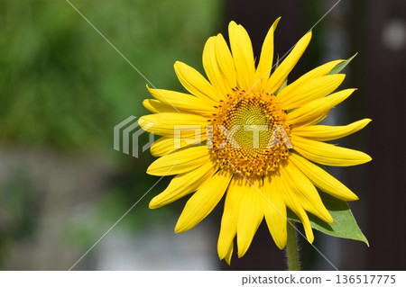 向日葵黃色的花 136517775