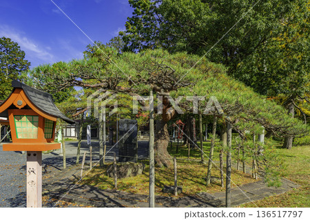 上山月岡神社 岡松樹 山形縣上山市 136517797