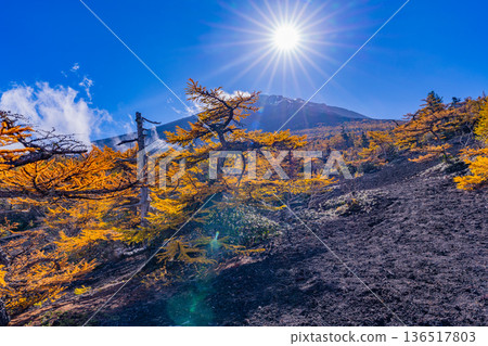 [Yamanashi Prefecture] The first snow on the summit of Mt. Fuji and the autumn leaves of Onchu-michi 136517803