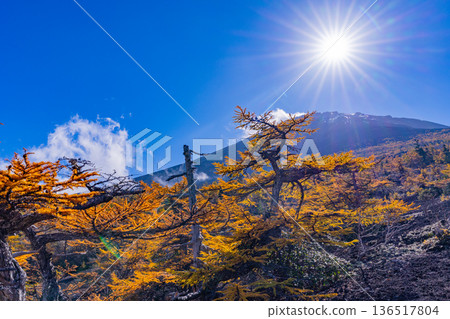 [Yamanashi Prefecture] The first snow on the summit of Mt. Fuji and the autumn leaves of Onchu-michi 136517804