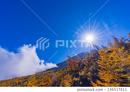 [Yamanashi Prefecture] The first snow on the summit of Mt. Fuji and the autumn leaves of Onchu-michi 136517811
