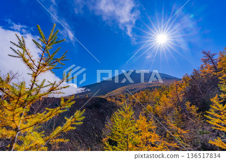 [Yamanashi Prefecture] The first snow on the summit of Mt. Fuji and the autumn leaves of Onchu-michi 136517834