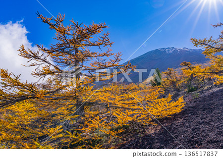 [Yamanashi Prefecture] The first snow on the summit of Mt. Fuji and the autumn leaves of Onchu-michi 136517837