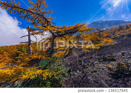 [Yamanashi Prefecture] The first snow on the summit of Mt. Fuji and the autumn leaves of Onchu-michi 136517845