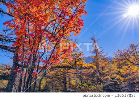 [Yamanashi Prefecture] The first snow on the summit of Mt. Fuji and the autumn leaves of Onchu-michi 136517855