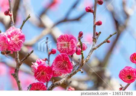 A close-up of red plum blossoms in full bloom and their buds A close-up of red plum blossoms in full bloom and their buds 136517893